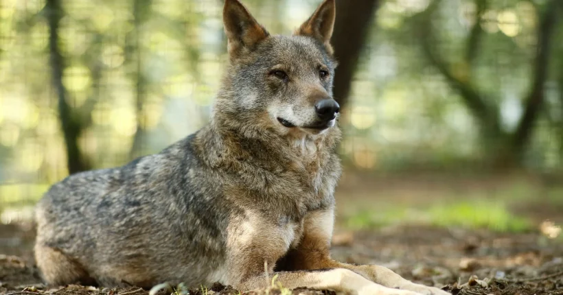Agricultores exigem apoios após ataques de lobos nas serras do Marão e Alvão