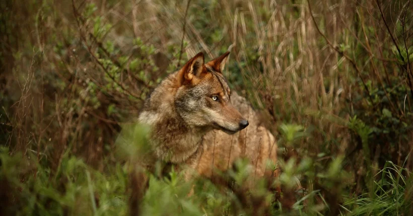Ataque de lobos mata 46 ovelhas deixa feridas seis no concelho de Miranda do Douro