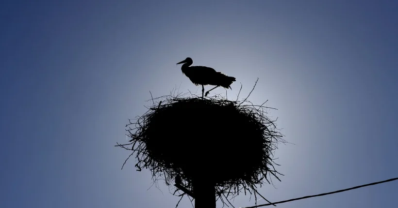 Cegonhas afetadas pelo calor devolvidas ao Baixo Vouga após tratamento em Gaia