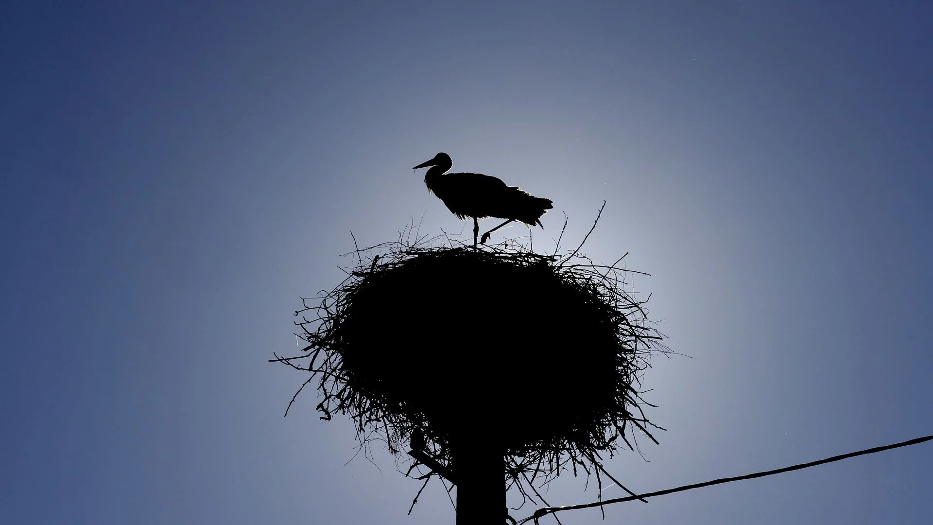 Cegonhas afetadas pelo calor devolvidas ao Baixo Vouga após tratamento em Gaia