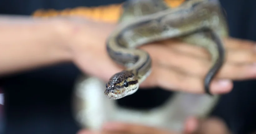 Cobra encontrada no interior de caixa multibanco em Pombal