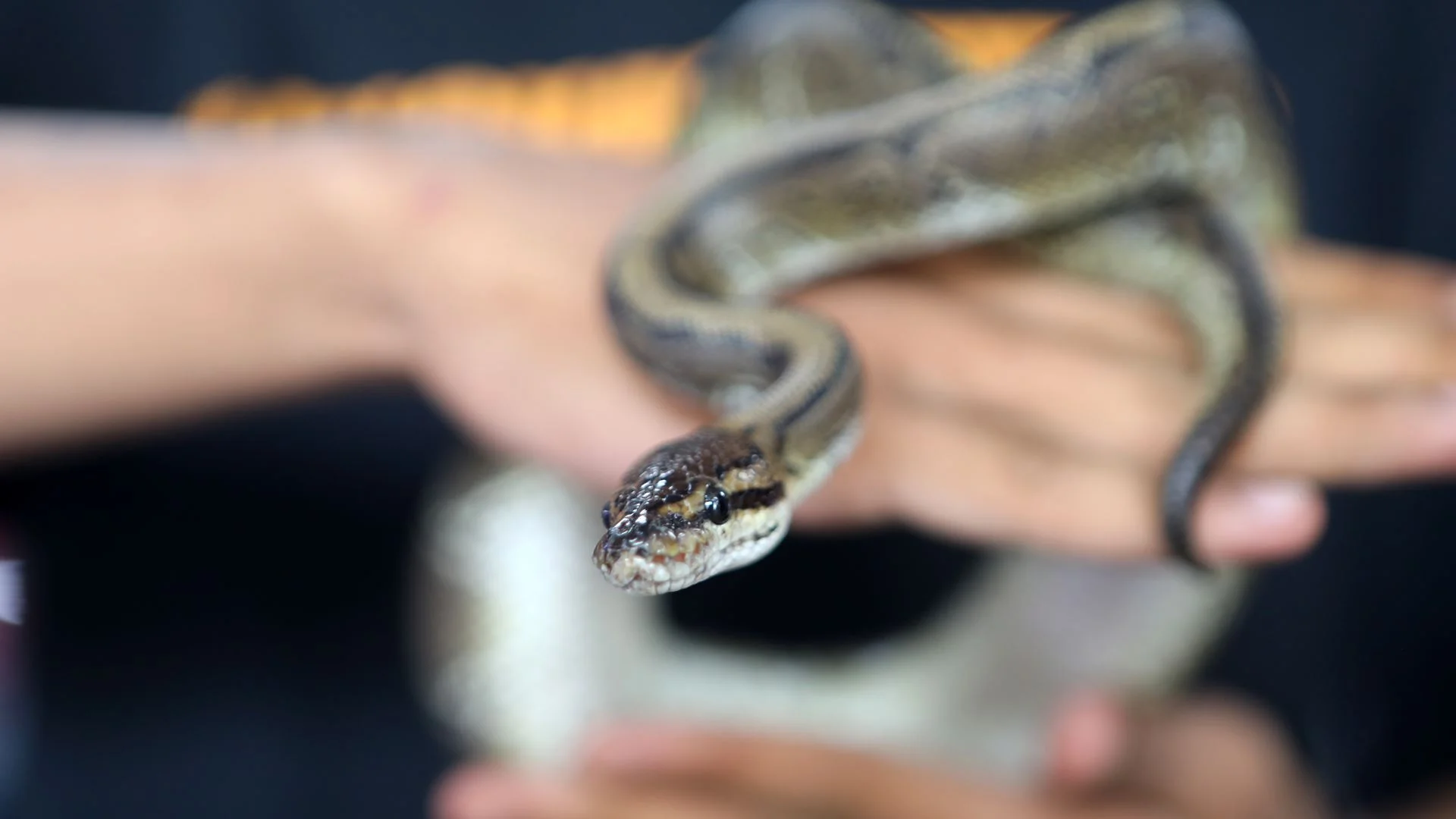 Cobra encontrada no interior de caixa multibanco em Pombal