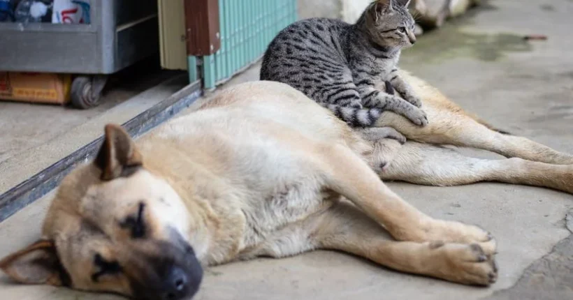 GNR regista em seis meses 312 casos de maus-tratos a animais e 159 abandonos
