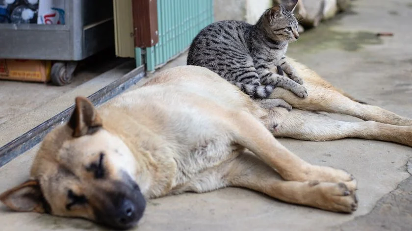 GNR regista em seis meses 312 casos de maus-tratos a animais e 159 abandonos