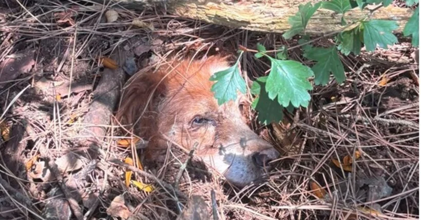GNR salva cão enterrado vivo numa zona de mato em Mafra