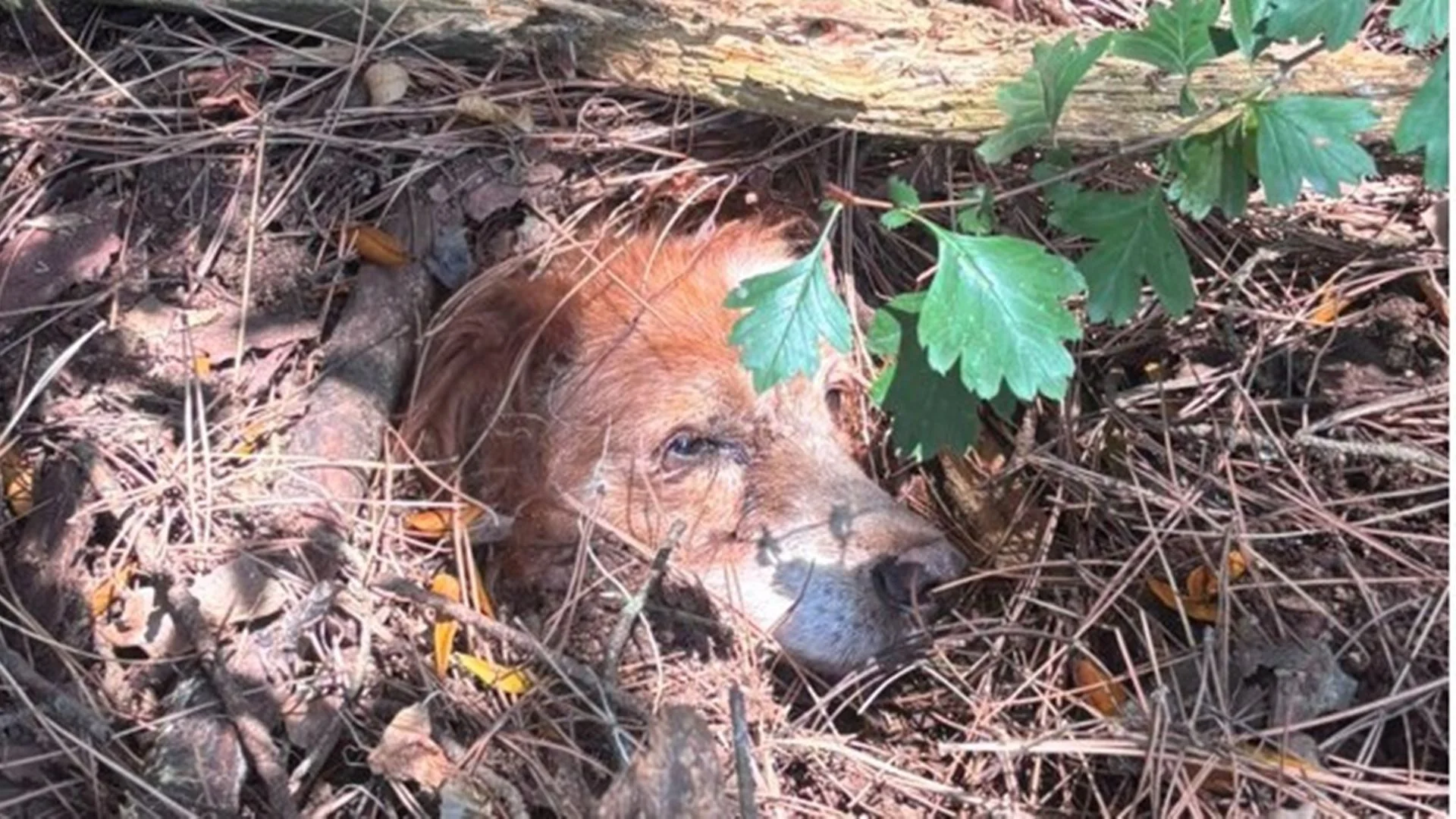 GNR salva cão enterrado vivo numa zona de mato em Mafra