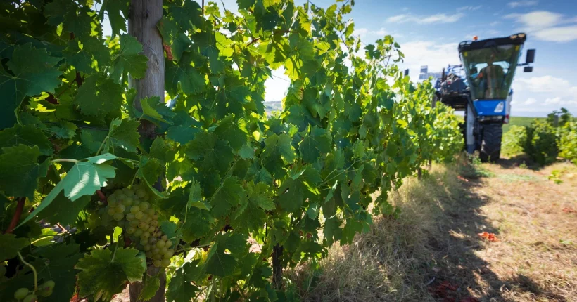 Governo institui Dia Nacional da Vinha e do Vinho a celebrar em 31 de julho