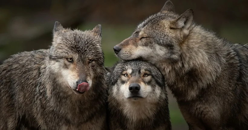 Lobo-ibérico é protegido em Portugal, mas caçado em Espanha