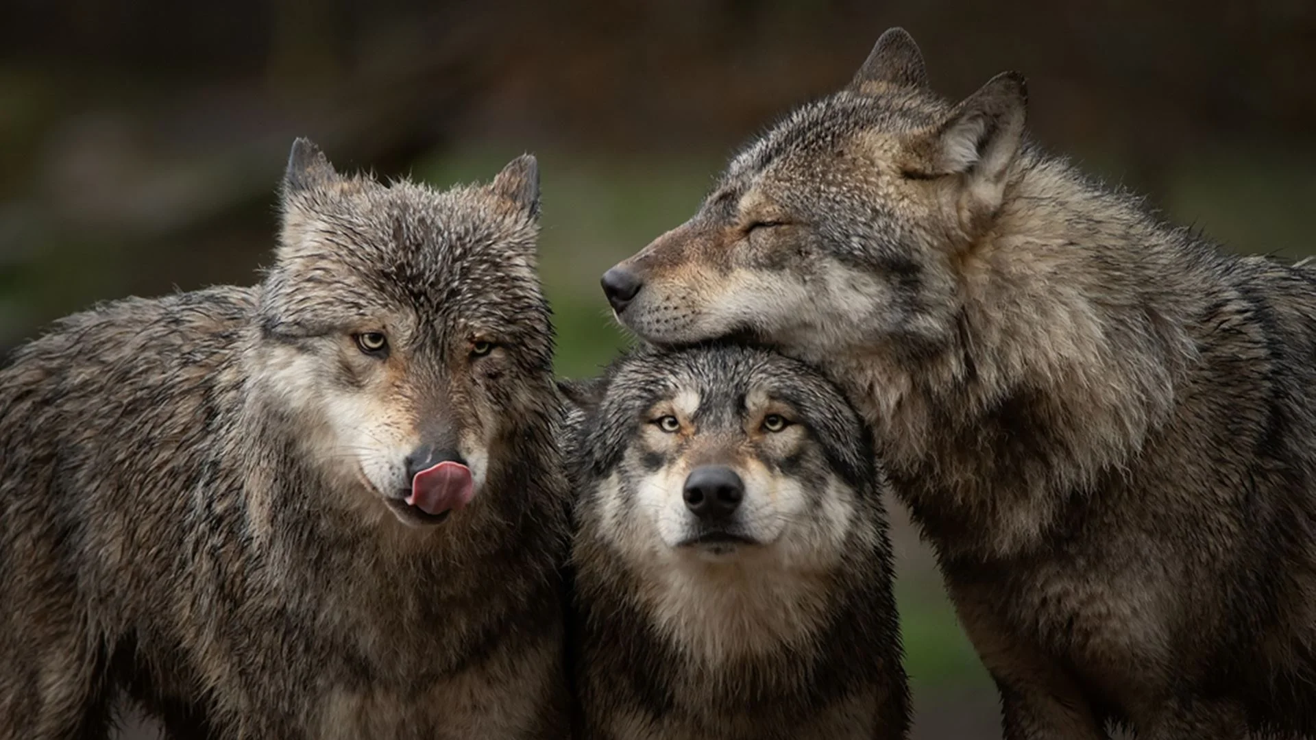 Lobo-ibérico é protegido em Portugal, mas caçado em Espanha