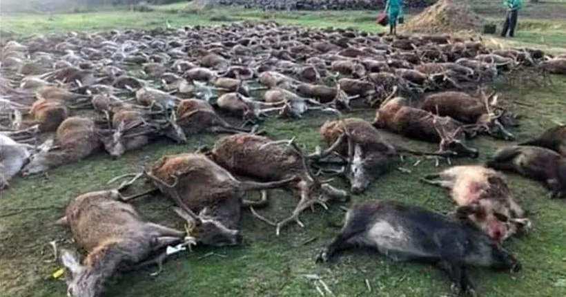 Massacre de centenas de animais na herdade Torre Bela foi arquivado