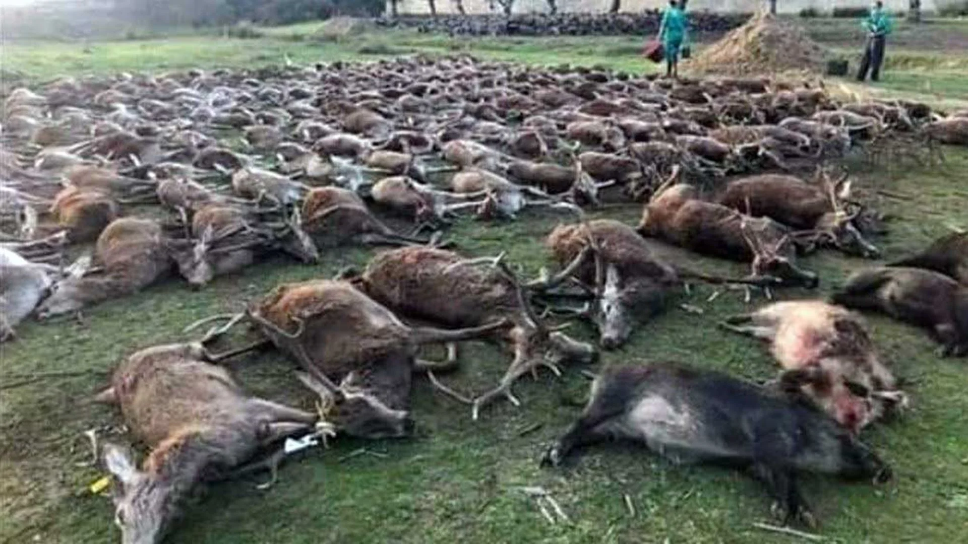 Massacre de centenas de animais na herdade Torre Bela foi arquivado