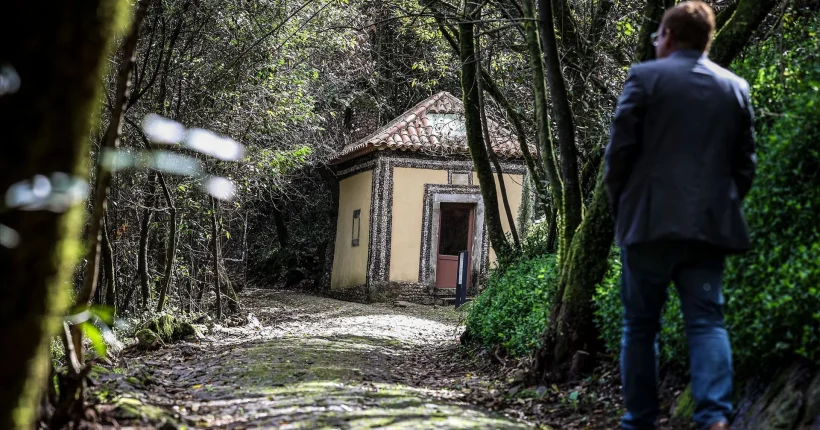 Só há 4 no mundo: Mata do Bussaco é a primeira Floresta Terapêutica da Península Ibérica