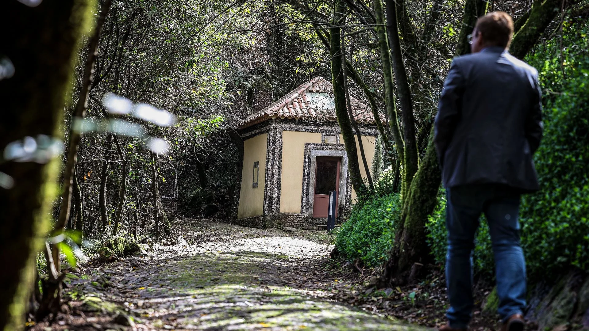 Só há 4 no mundo: Mata do Bussaco é a primeira Floresta Terapêutica da Península Ibérica
