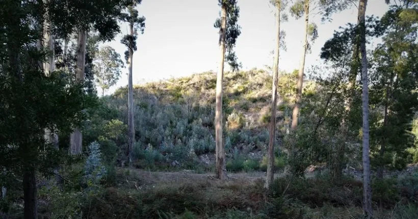 Um Pinhal de Leiria com muito mais do que pinheiros e um Montado em novas paragens?
