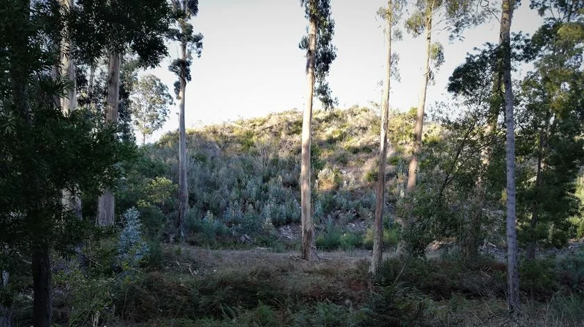 Um Pinhal de Leiria com muito mais do que pinheiros e um Montado em novas paragens?