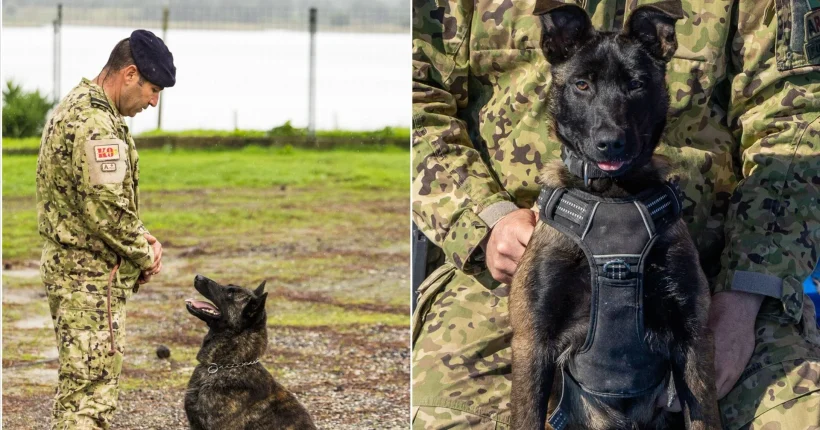 Cães da Marinha já participaram em 182 ações este ano