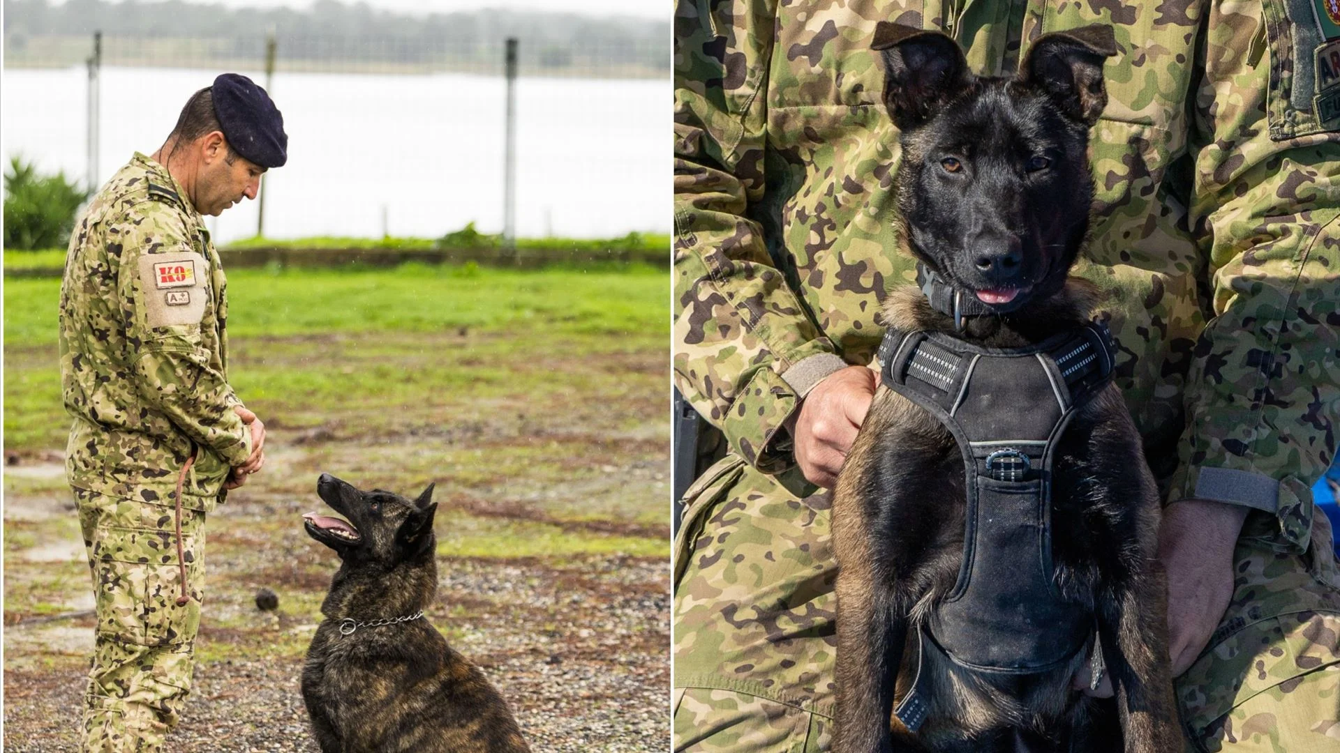 Cães da Marinha já participaram em 182 ações este ano