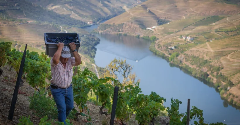 Calor antecipa vindimas no Douro