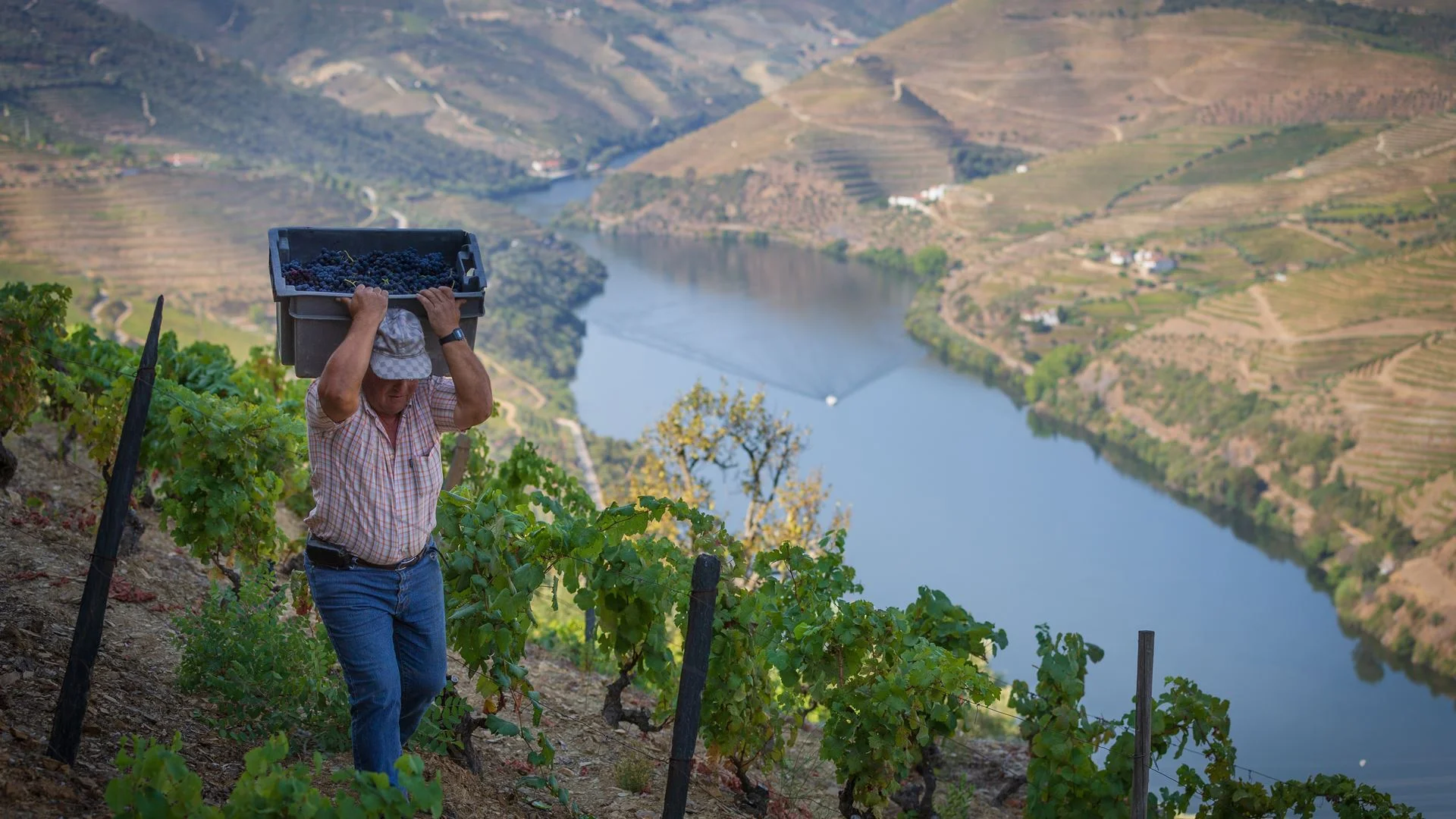 Calor antecipa vindimas no Douro