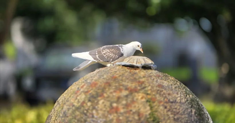 Doença de Newcastle identificada em aves mortas de seis ilhas dos Açores