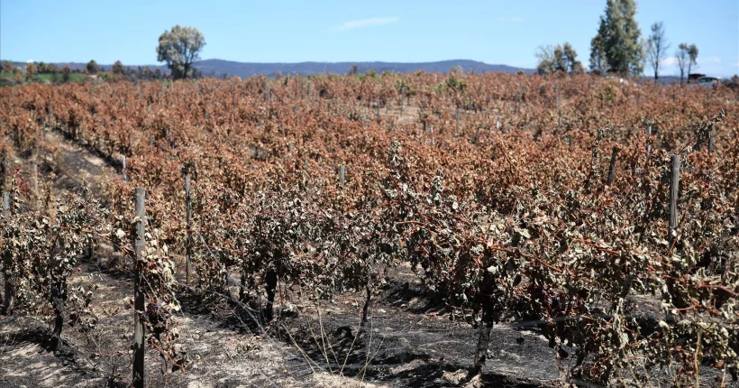 Dois mil hectares de vinha e olival arderam em Mirandela e Vinhais