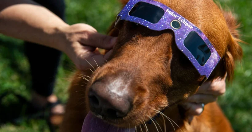 Eclipse solar: o que acontece aos animais quando o dia se transforma em noite?