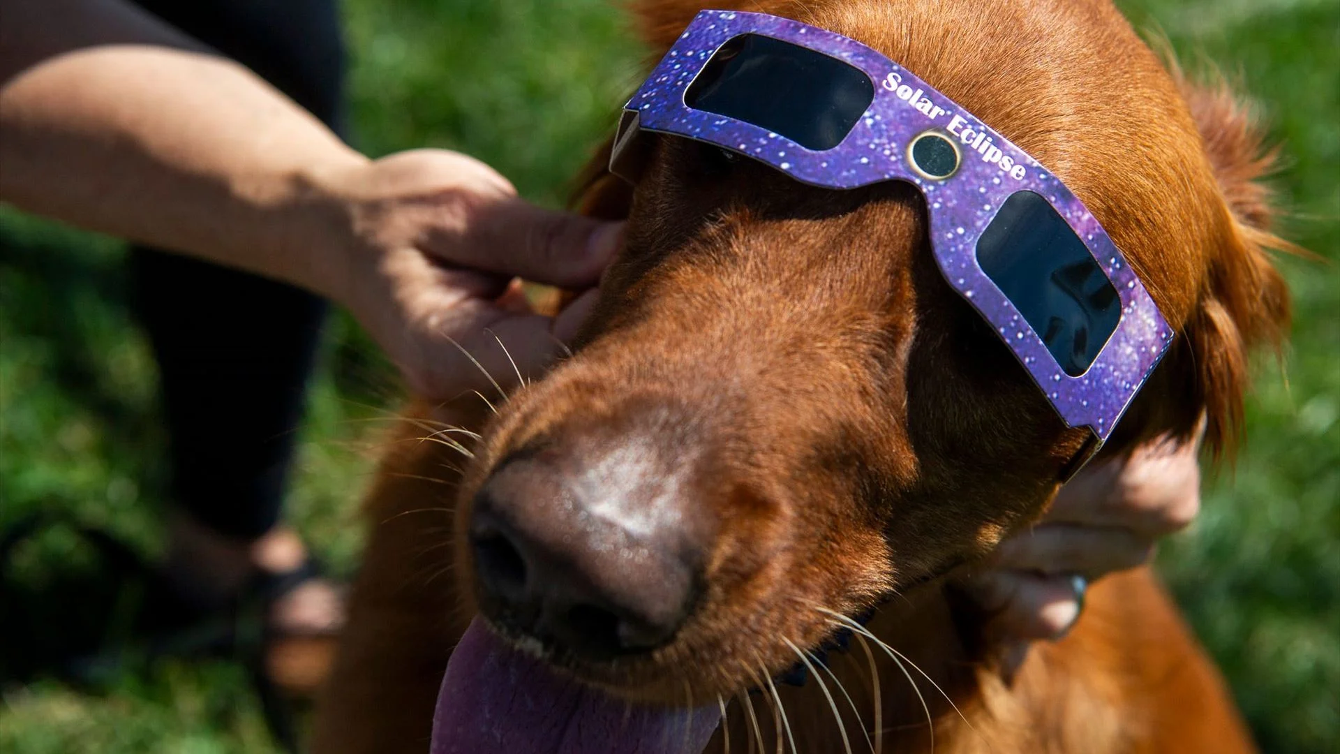 Eclipse solar: o que acontece aos animais quando o dia se transforma em noite?
