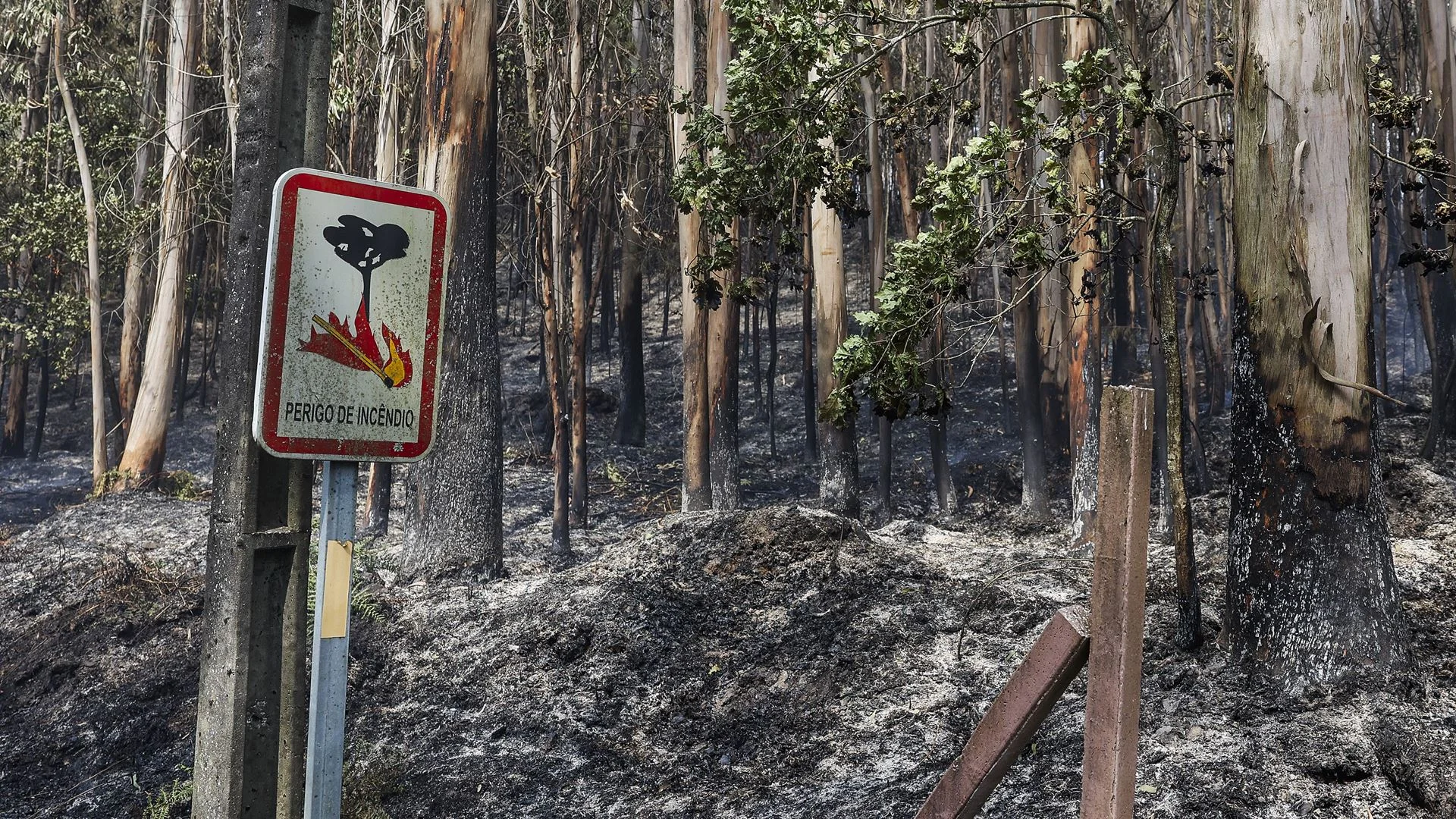 GNR: Leiria é o distrito com mais detidos por incêndio florestal