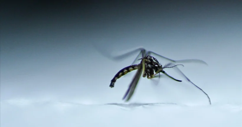 Mosquito que pode transmitir doenças como Dengue ou Zika detetado em Guimarães