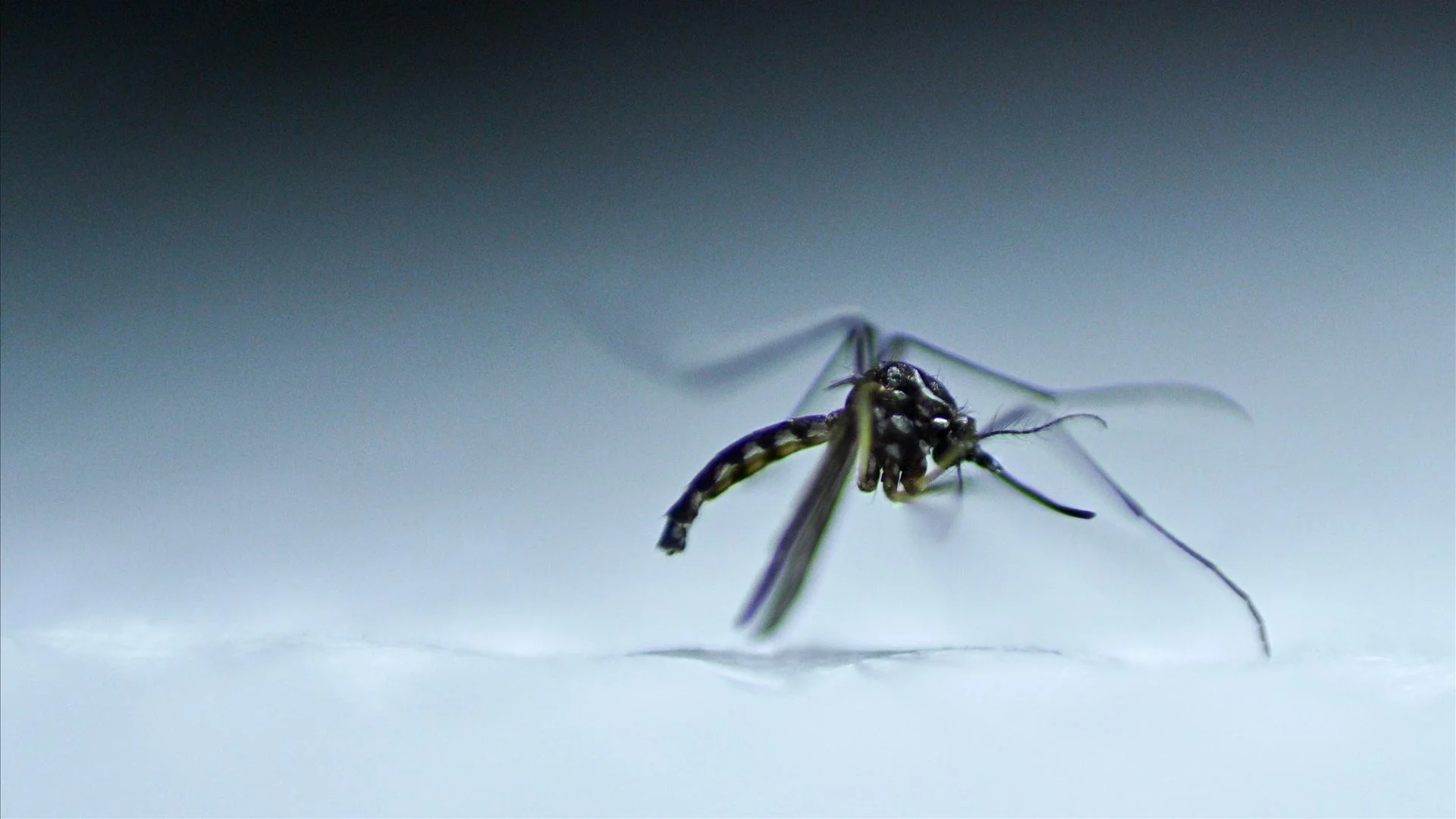 Mosquito que pode transmitir doenças como Dengue ou Zika detetado em Guimarães
