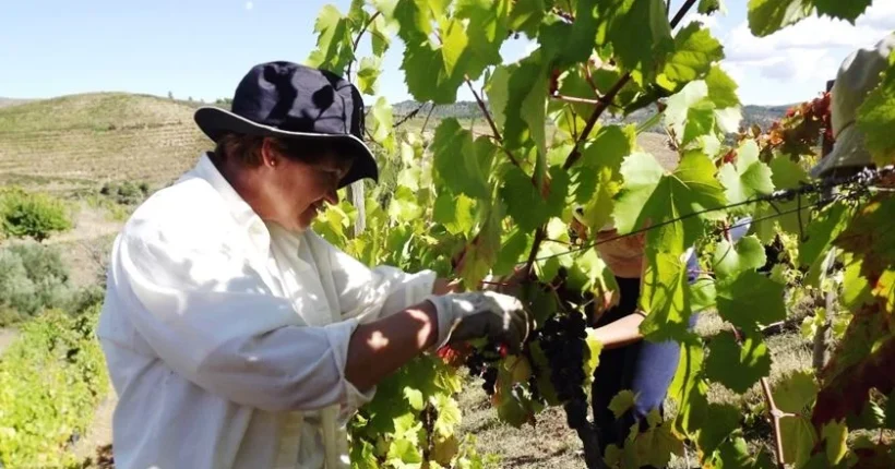 Novo plano para o Douro aposta na valorização dos vinhos e no apoio aos viticultores
