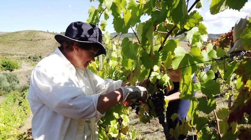 Novo plano para o Douro aposta na valorização dos vinhos e no apoio aos viticultores