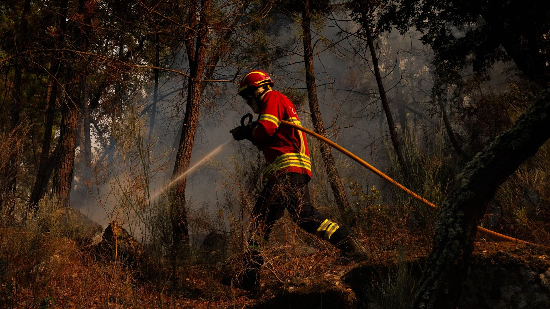 PJ identifica jovens de 13 e 14 anos suspeitos de atear fogos em Tábua e Seia