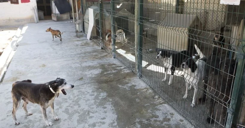 Polícias identificaram pelo menos 124 pessoas por abandono de animais este ano