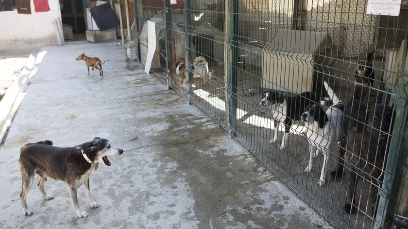 Polícias identificaram pelo menos 124 pessoas por abandono de animais este ano