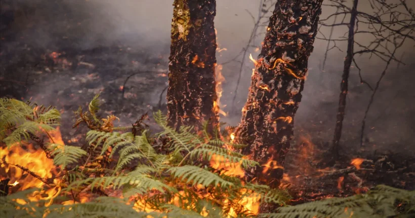 Prisão preventiva para suspeitos de fogos na Régua e em Sabrosa