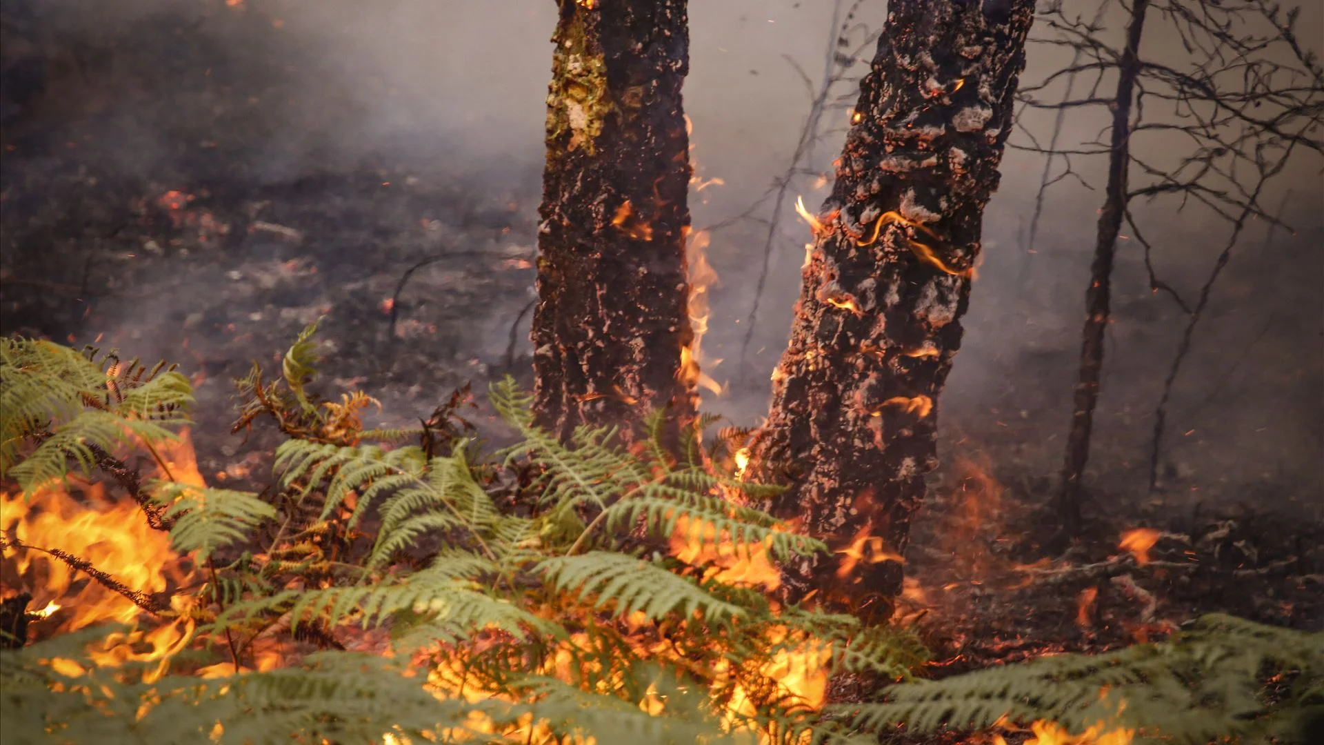 Prisão preventiva para suspeitos de fogos na Régua e em Sabrosa