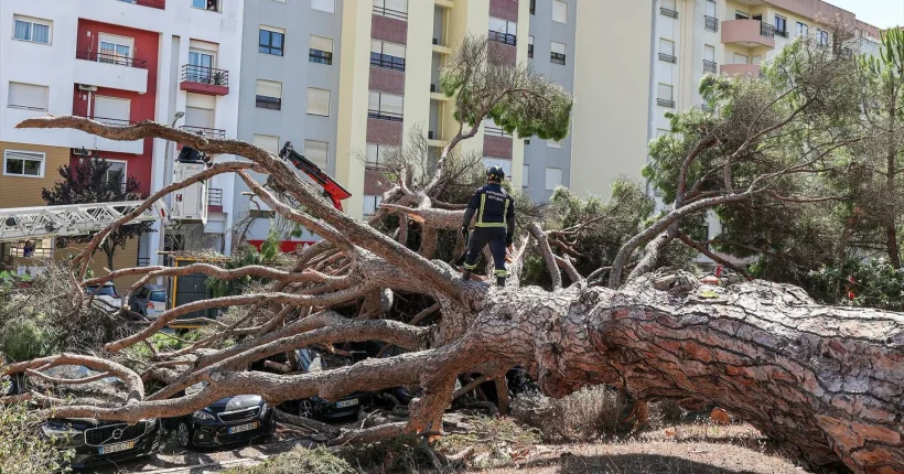 Queda de pinheiro centenário em Setúbal atinge nove automóveis