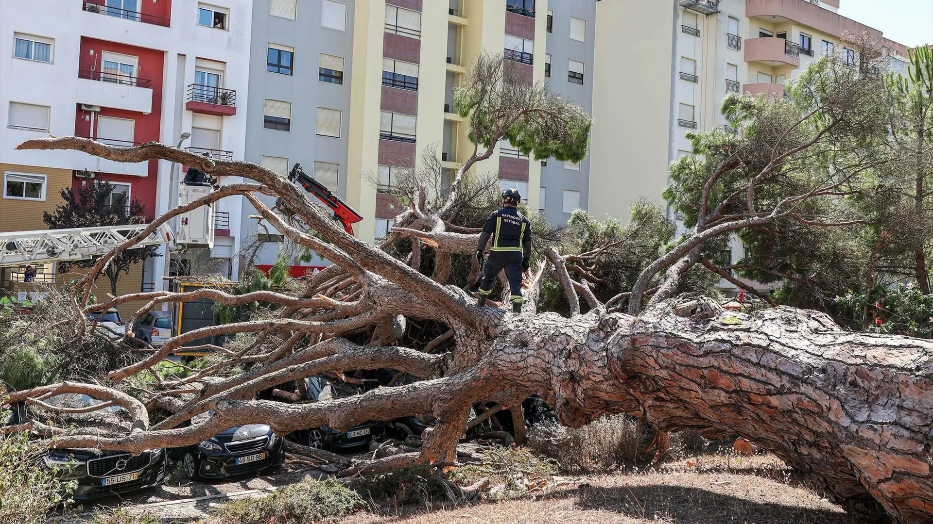 Queda de pinheiro centenário em Setúbal atinge nove automóveis