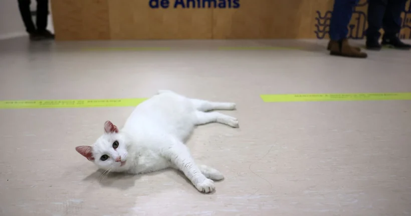 Sobrepopulação é um dos principais desafios dos centros de recolha de animais