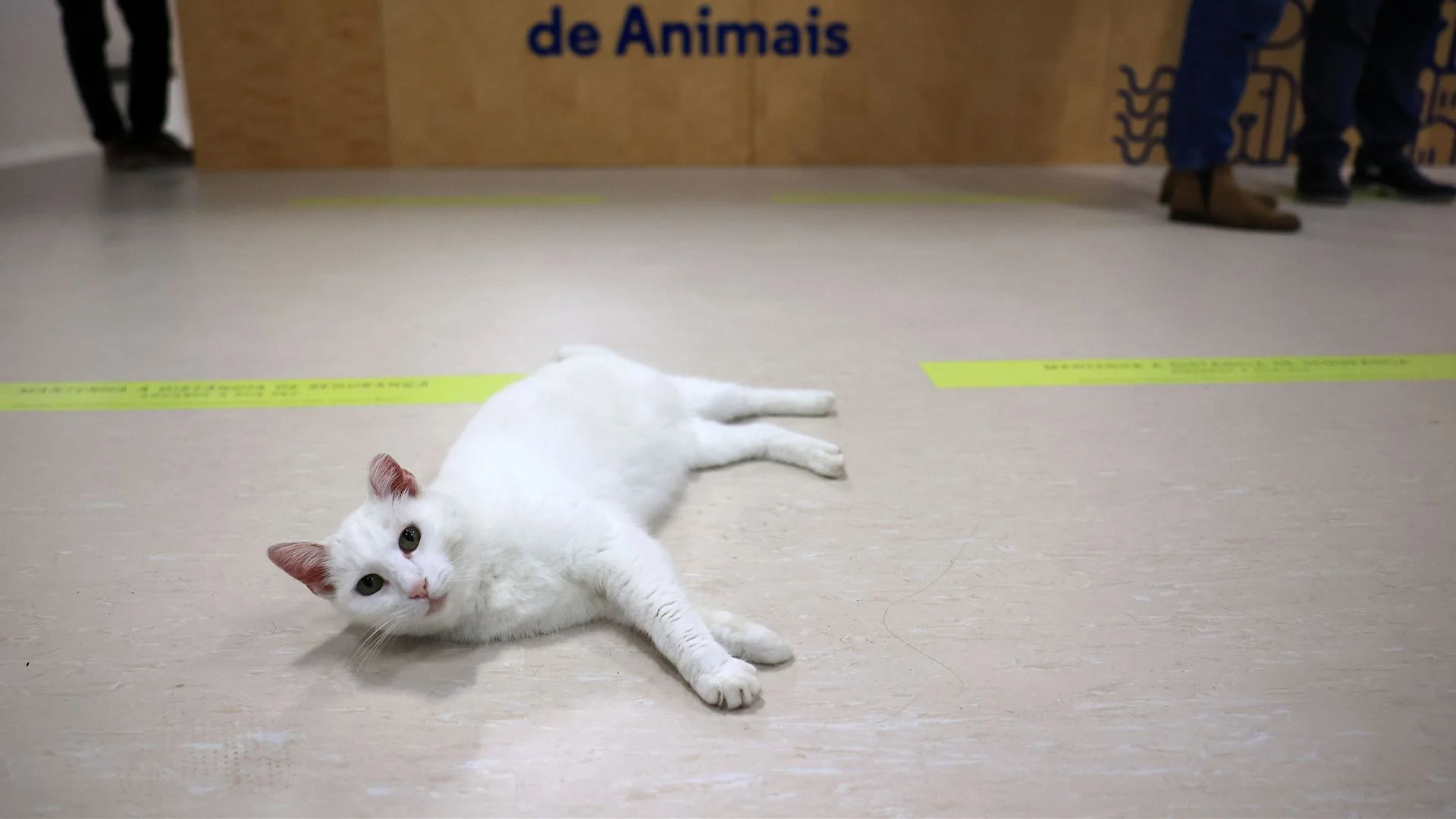 Sobrepopulação é um dos principais desafios dos centros de recolha de animais