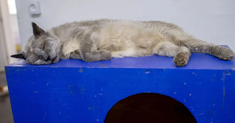 Tinha 37 gatos em casa. Homem acusado de maus tratos a animais