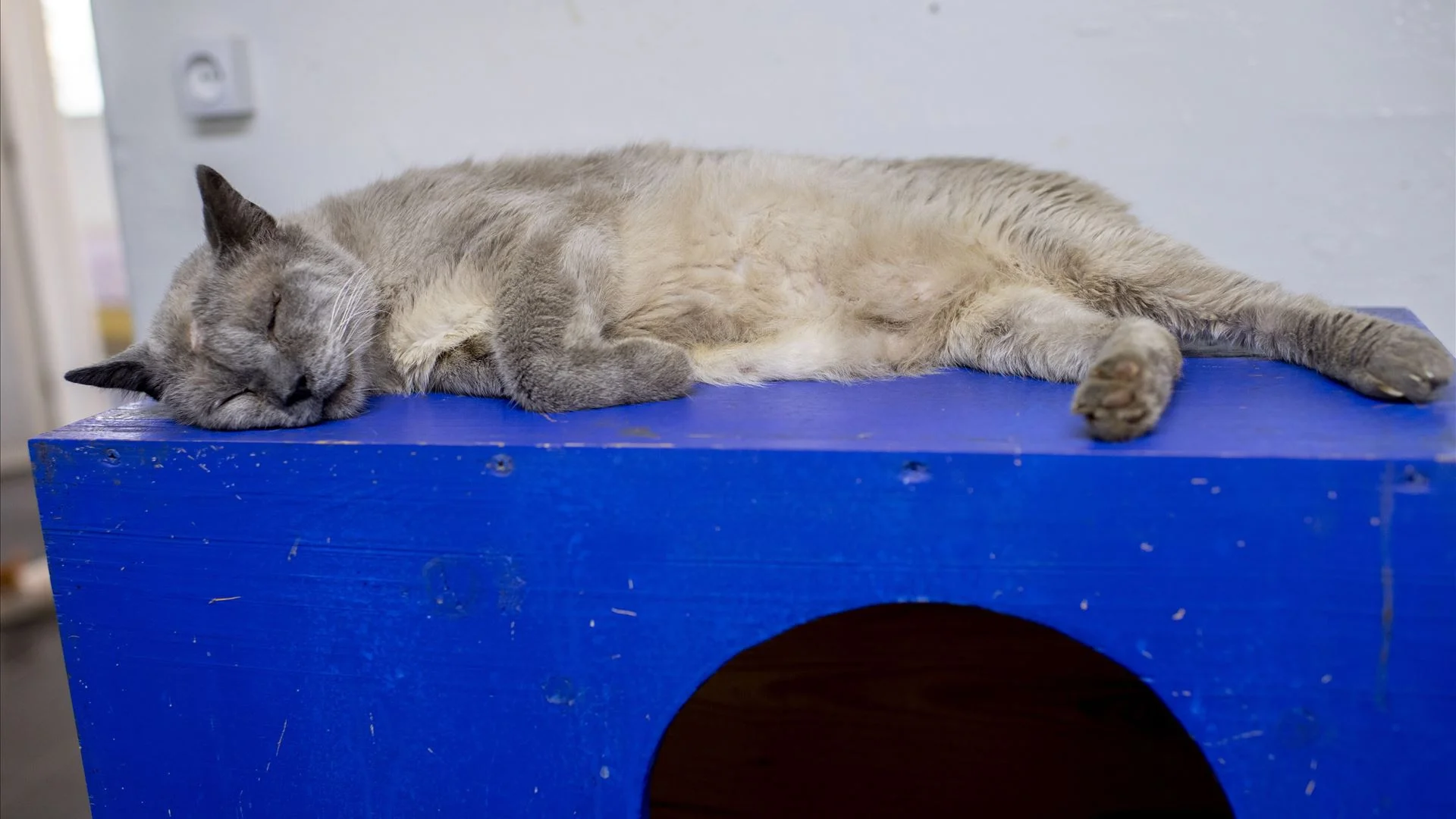 Tinha 37 gatos em casa. Homem acusado de maus tratos a animais