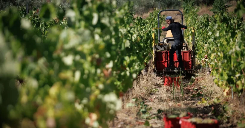 Vinicultores do Douro em protesto na Régua contra crise no setor