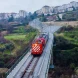 Quercus denuncia abate de 1.400 sobreiros para expansão de parque industrial na Covilhã